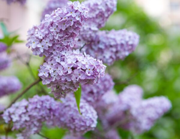 Beautiful blooming lilac flowers. Violet springtime flowers.
