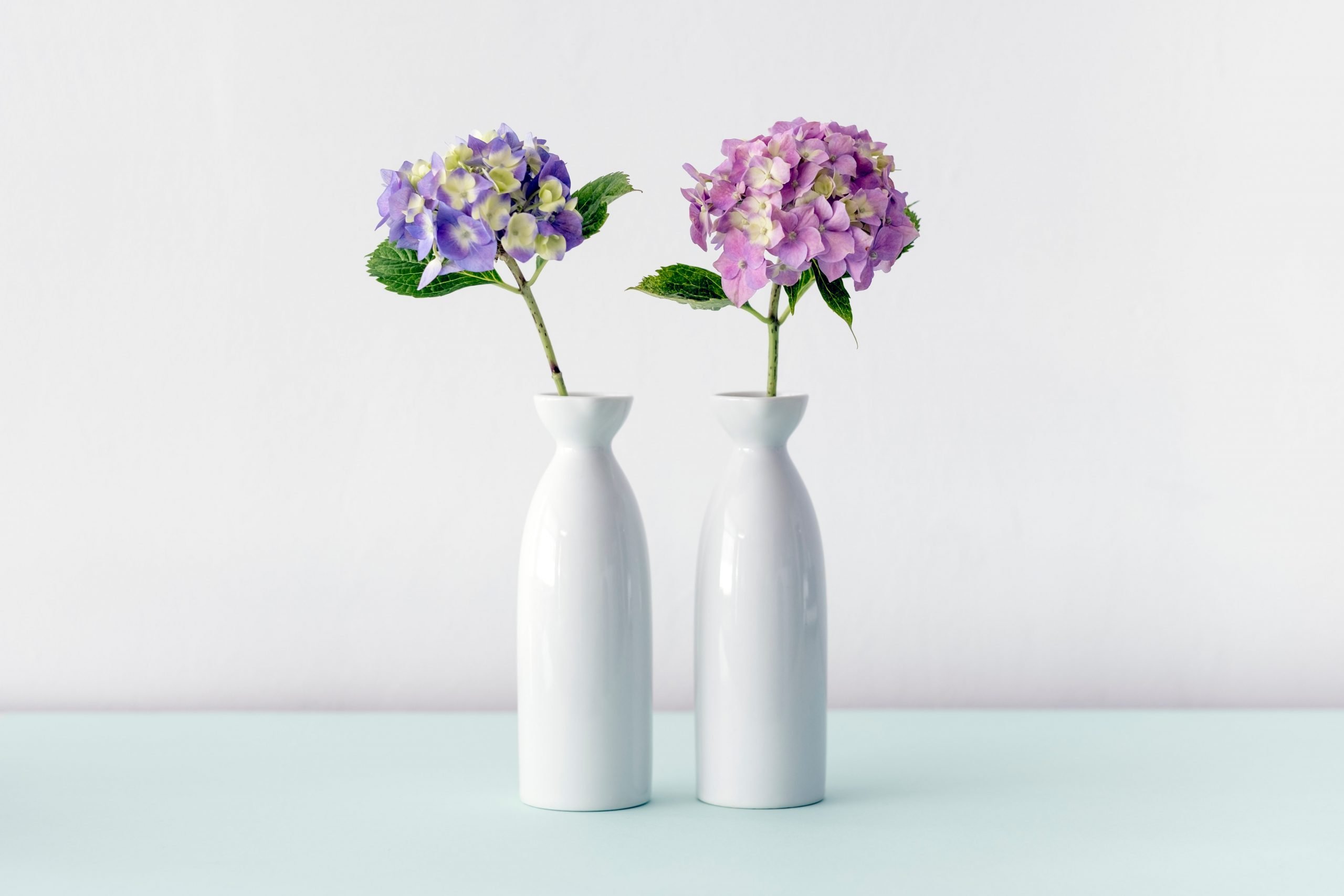 Hydrangeas