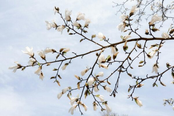 Gorgeous magnolia blossoms in full bloom on a sunny spring day.