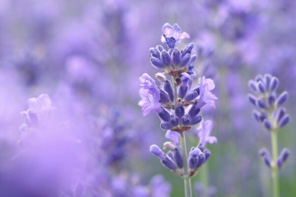 lavender flower