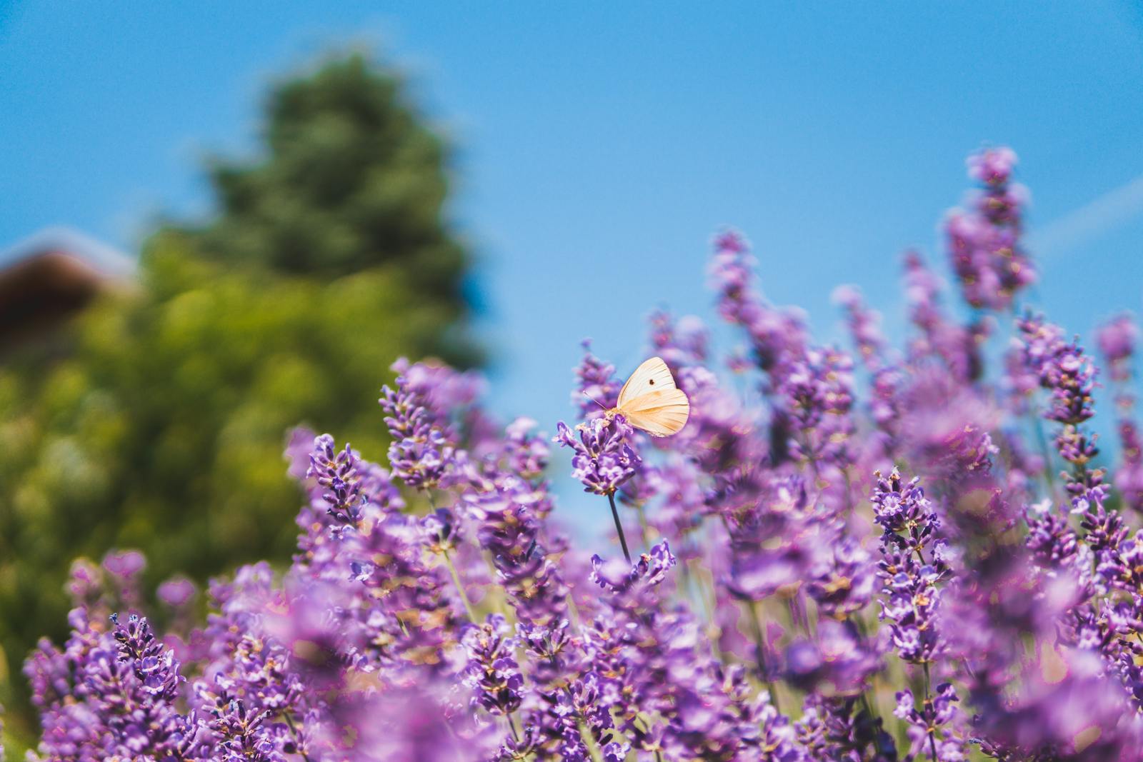 Photo by Vito Vidović Close-up of a butterfly on blooming lavender flowers with a clear blue sky background.
