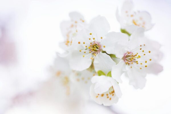 Close-up of white cherry blossoms in full bloom, showcasing delicate petals and stamens.