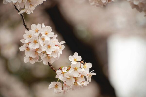 Close-up of delicate cherry blossoms in full bloom on a tree branch during spring.