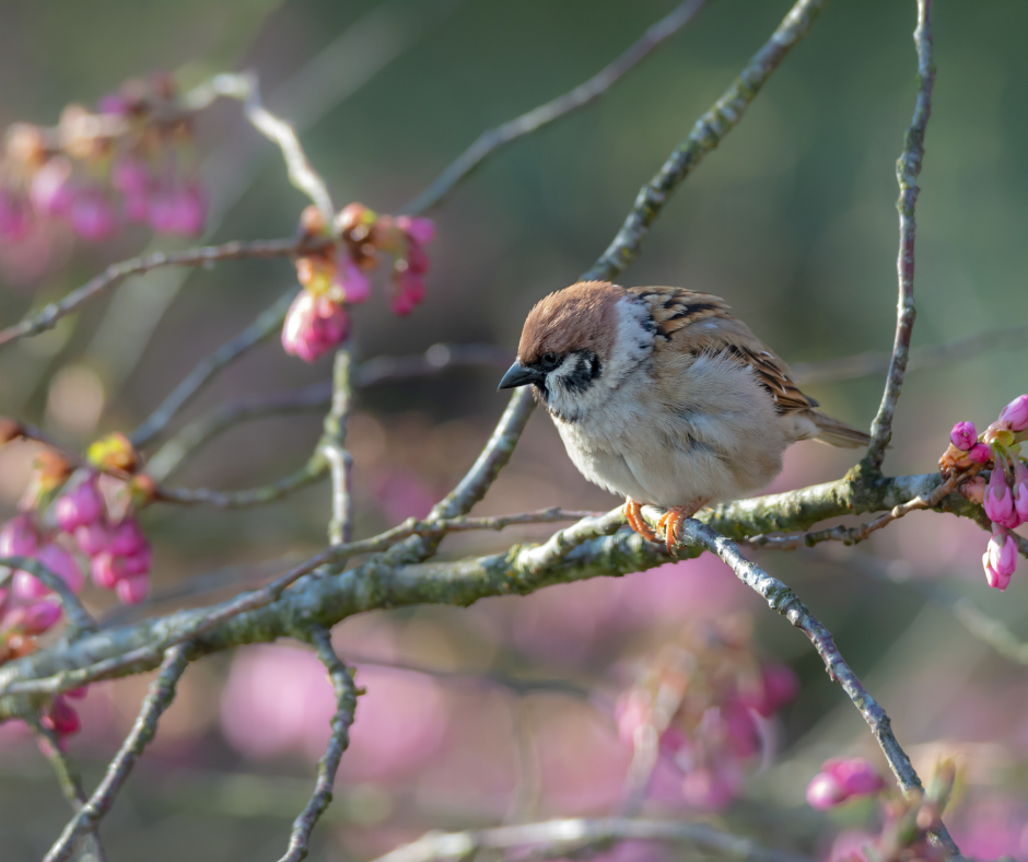 Sparrow